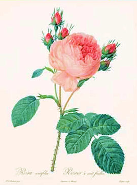 rose7.jpg